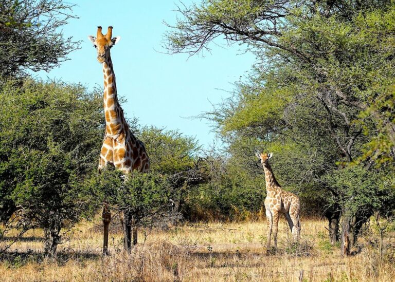 Telele-the-giraffe-with-adult-male